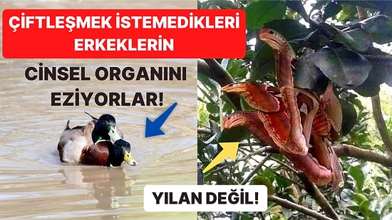 Doğanın Korkutucu Yüzünü İliklerinize Kadar Hissetmenize Sebep Olacak Birbirinden Ürkütücü 15 Yeni Fotoğraf