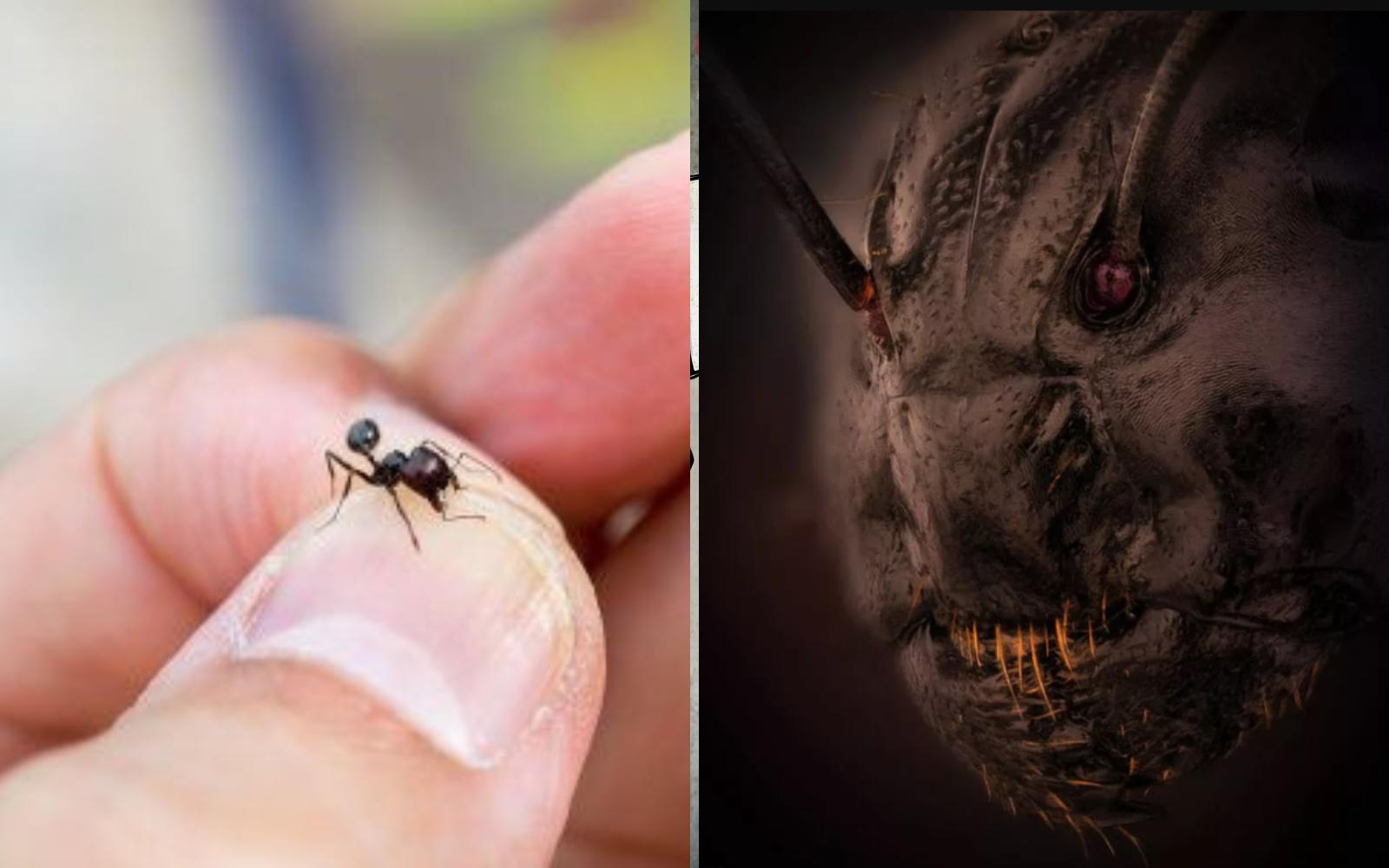 В самый раз к Хэллоуину! Фотограф сделал снимок лица муравья крупным планом, и он способен вызвать у вас ночные кошмары