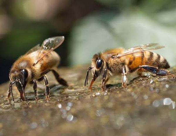 Arıların temiz su içmeye ihtiyacı var.