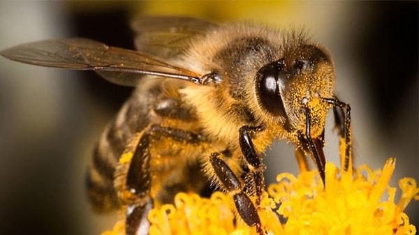Arılar hakkında hiç duymadığınız gerçekler.