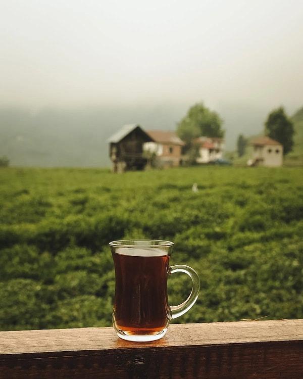 10. Çay tarlalarına bakarak çay için.