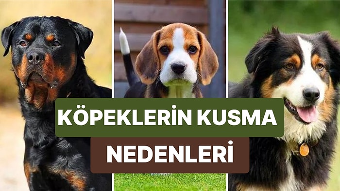 İnsanların Sadık Dostu Olarak Bilinen Sevimli Köpeklerin Kusmasına Yol Açan Durumlar Nelerdir?