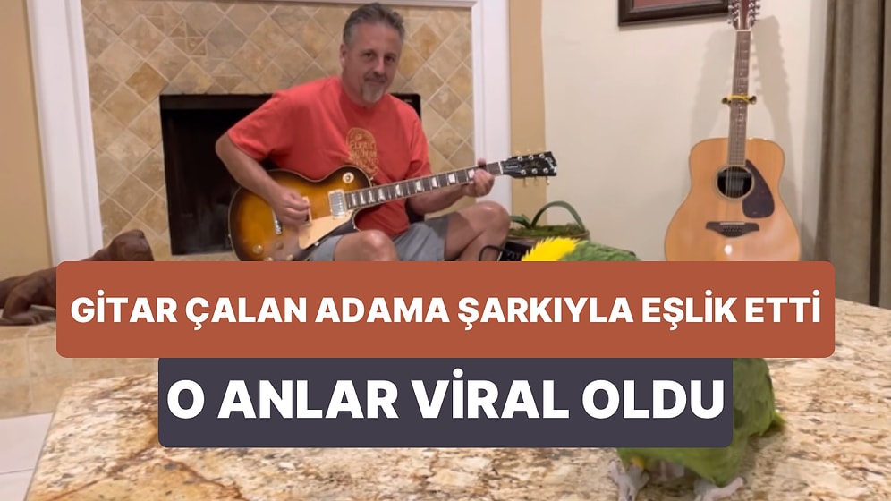 Gitar Çalan İnsan Dostuna Şarkı Söyleyerek Eşlik Eden Papağan