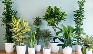 Лучшие комнатные растения: 15 растений, полезных для здоровья