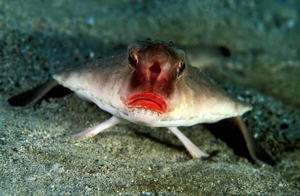 15. Kırmızı dudaklı yarasa balığı