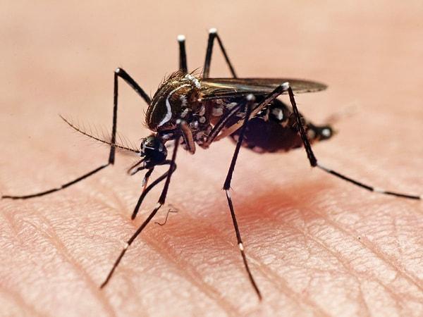 İmmünologlar ve bulaşıcı hastalık araştırmacıları, bir virüsün beslendiği canlıyla nasıl etkileşime girdiğini daha iyi anlamak, sivrisinek kaynaklı hastalıkları önlemek ve tedavi etmek için yeni yöntemler araştırmaya koyuldular.