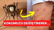 Geçirdiğimiz Hastalıklar Kokumuzu Değiştirerek Bizi Sivrisineklerin Hedefi Haline Getiriyor Olabilir mi?