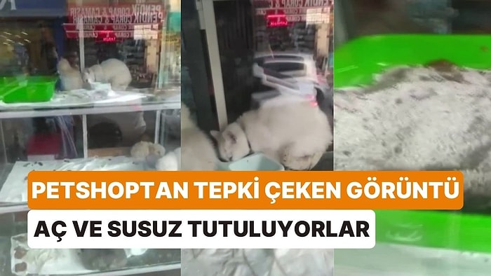 Petshoptan Pes Dedirten Görüntüler: Su Kapları Boş, Yem Kapları Ters