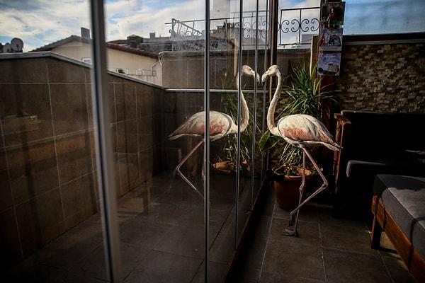 Flamingo tek kanatla yaşamaya alışana kadar kalmış Alper Bey’in evinde, bu hikayeyi duyan muhabir arkadaşı Sergen Sezgin'in çektiği kare sayesinde The Guardian gazetesinde bile ikilinin hikayeleri paylaşılmış.