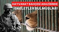 Açlıktan Ölmek Üzere Olan Rus Askerlerinin, Ukrayna'daki Hayvanat Bahçesindeki Hayvanları Yediği İddia Edildi!