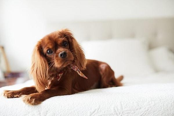 9. Cavalier King Charles Spaniel - $2,500 up to $3,500