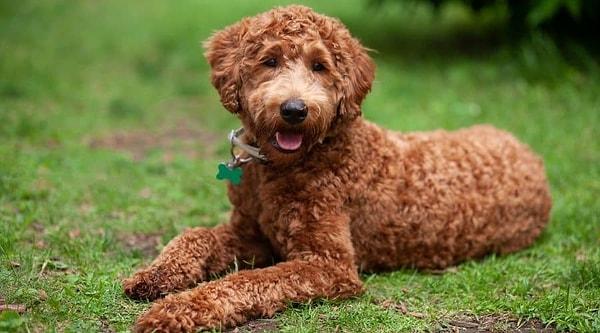 17. Labradoodle - $1500 up to $2800