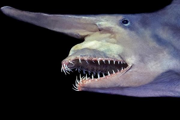 11. Çok uzun süredir var oldukları için genellikle "yaşayan fosil" olarak bilinen goblin köpek balığı, belki de dünyadaki en ürkütücü köpekbalığı türlerinden biridir.
