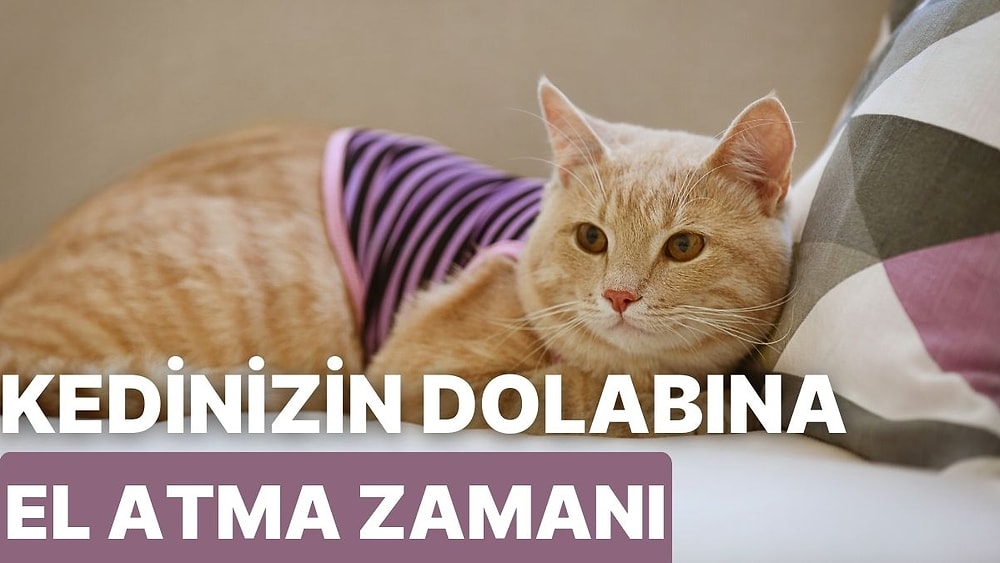 Kedinizi Moda İkonu Yapacak En Güzel Ped Kıyafetleri