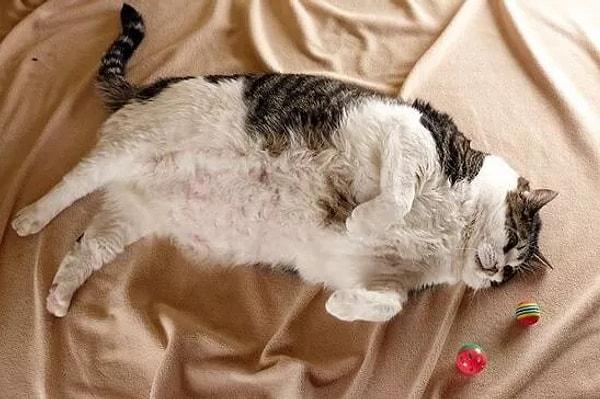 Kediler neden obez olur?