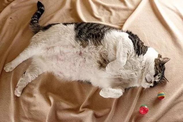 Pourquoi les chats deviennent-ils obèses ?