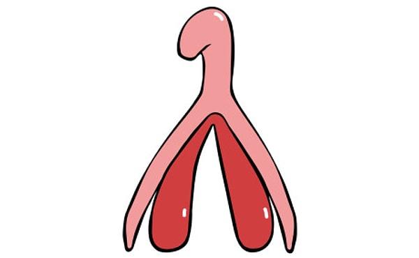 Boyu mu yoksa işlevi mi tartışması klitoris için de geçerlidir.