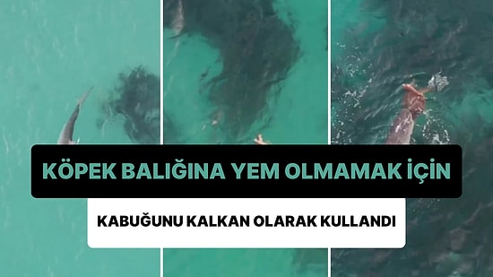 Köpek Balığının Keskin Dişlerinden Korunmak İçin Kabuğunu Kalkan Olarak Kullanan Kaplumbağa