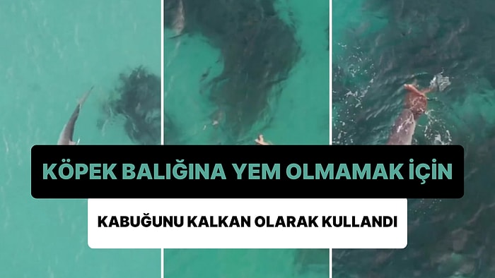 Köpek Balığının Keskin Dişlerinden Korunmak İçin Kabuğunu Kalkan Olarak Kullanan Kaplumbağa