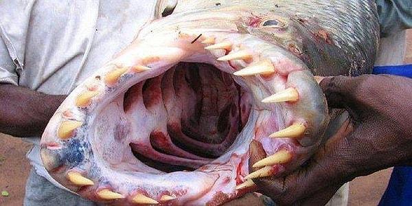 5. Timsah bile yiyebilen Goliath kaplan balığının ağzının içi: