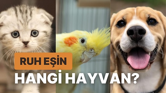 Senin Ruh Eşin Olan Evcil Hayvan Hangisi?