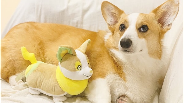 Welsh Corgi as Yamper