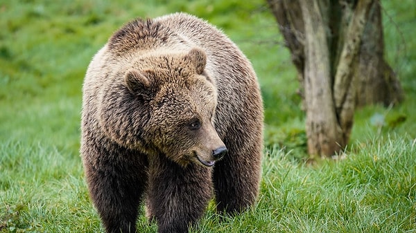 Brown Bear as Ursaring