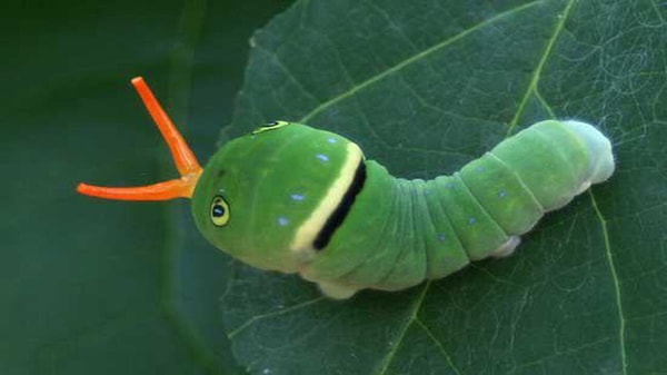 Eastern Tiger Swallowtail Caterpillar as Caterpie