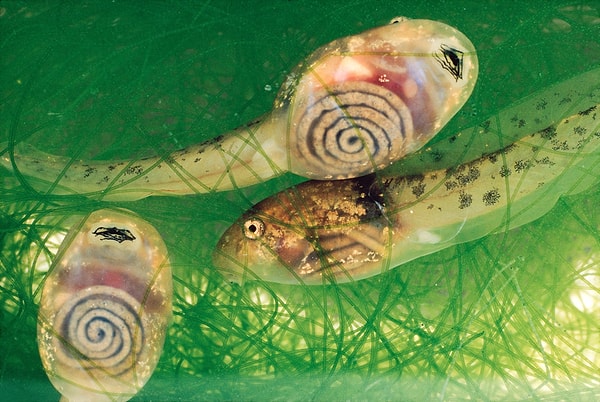 Transparent Glass-Frog Tadpole as Poliwag