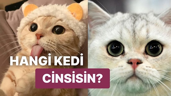 Sen Bir Kedi Olsan Cinsin Ne Olurdu?