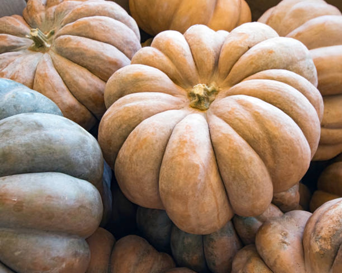 Kabak Türleri - Onedio