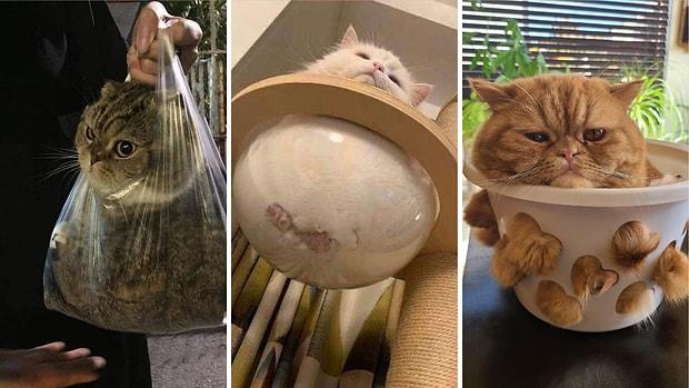 Salvador Dali’nin Saatleri Gibi Akışkanlar: Kedilerin Bulundukları Kabın Şeklini Aldığının Kanıtı 11 Görsel