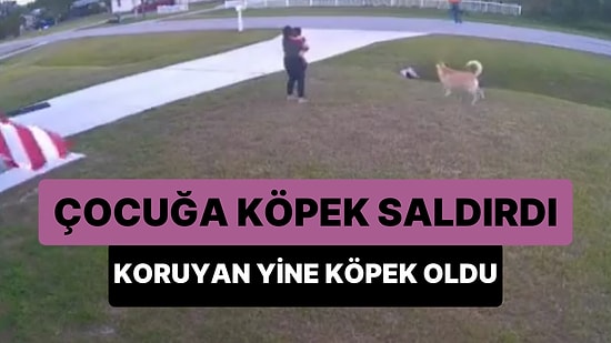Evinin Önünde Oynarken Köpek Saldırısına Uğrayan Çocuğu Kurtaran Kahraman Köpek!