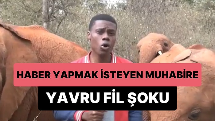 Haber Yapmaya Çalışan Muhabir, Kendisiyle Oynamak İsteyen Yavru Fil Nedeniyle Zor Anlar Yaşadı