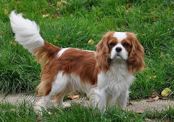 10. Cavalier King Charles Spaniel