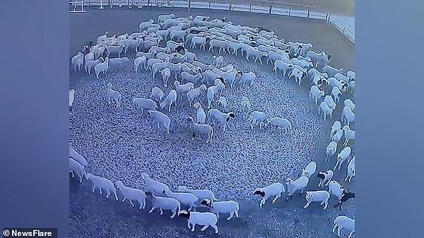 Çiftlikte 34 adet koyun ağılı var ama sadece 13 numaralı ağıldaki koyunlar bu şekilde hareket ediyor.