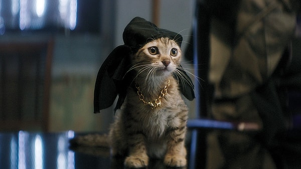 Kedi.