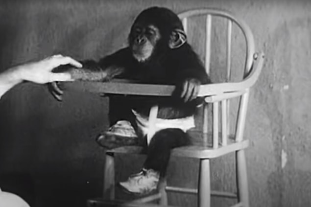 Bebe�in �empanzeyle Karde� Olarak B�y�t�ld��� Kellogg Deneyi