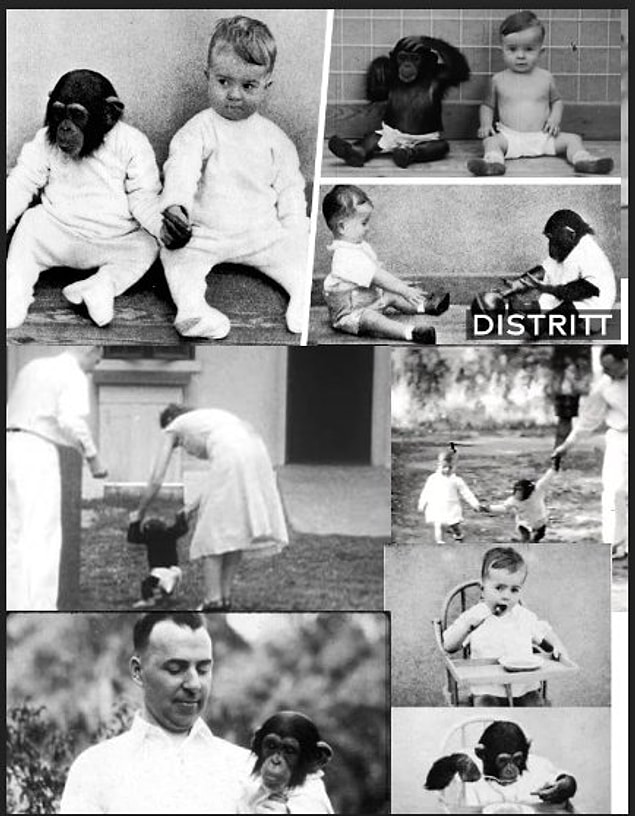 Bebe�in �empanzeyle Karde� Olarak B�y�t�ld��� Kellogg Deneyi