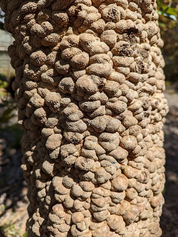 7. Avustralya'daki Banksia Ağacının kabuğu: