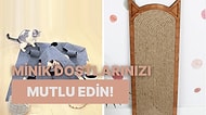 Mama Kabından Oyuncağına Black Friday İndirimli Kedi Ürünleri