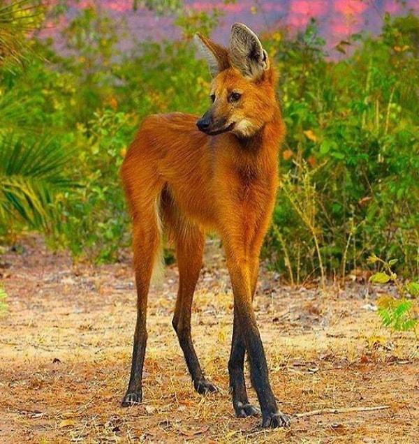 5. Kızıl kurt adı verilen ama aslında ne tilki ne de kurt olan bu türün bacaklarının uzunluğu habitatının uzun otlardan oluşan çayırlar olmasından kaynaklanıyor.