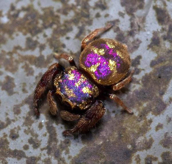 13. Renklerinin güzelliğine bir bakın! Zıplayan örümcek türlerinden olan bu canlı 2011 yılında Güney Asya'da keşfedildi.