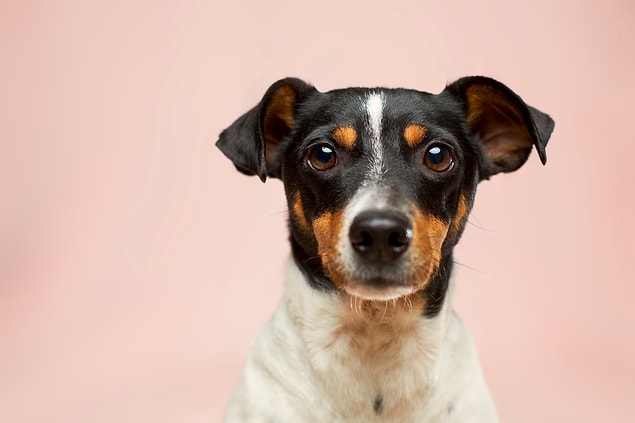 19. Köpeklerin 28 süt dişi ve 42 daimi dişi vardır.