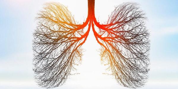 2. Akciğerler vücudumuzdaki hangi sistemde yer alır?