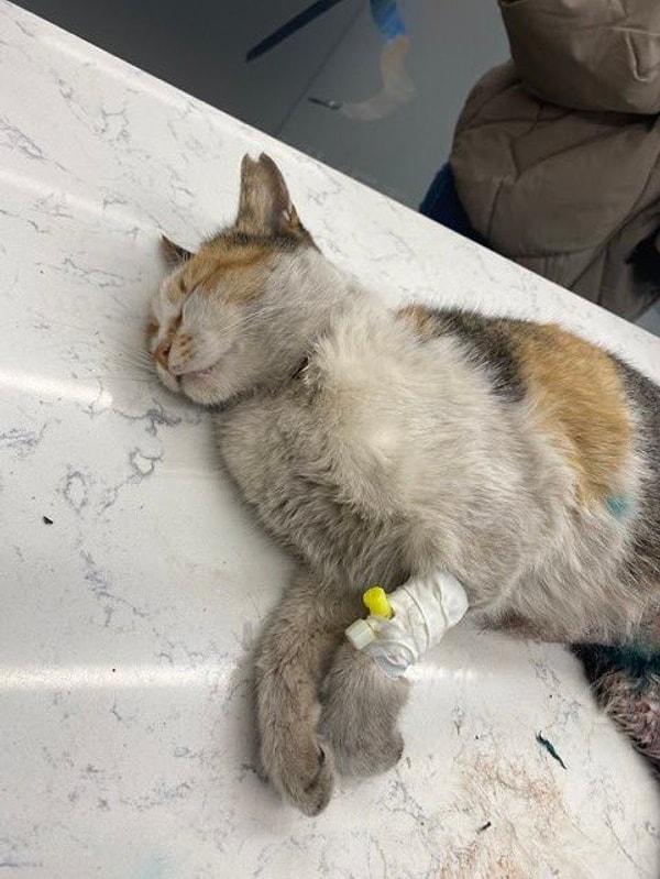 Saldırı sonrası üniversite öğrencileri tarafından kliniğe götürülen kedinin karnında ve ayağında derin yaralar oluştuğu bildirilmişti.