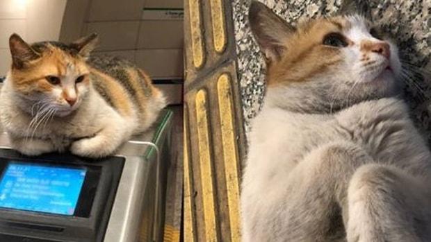 Pitbull Saldırısına Uğramıştı! Vezneciler Metro Durağının Kedisi 'Patates' Hayatını Kaybetti