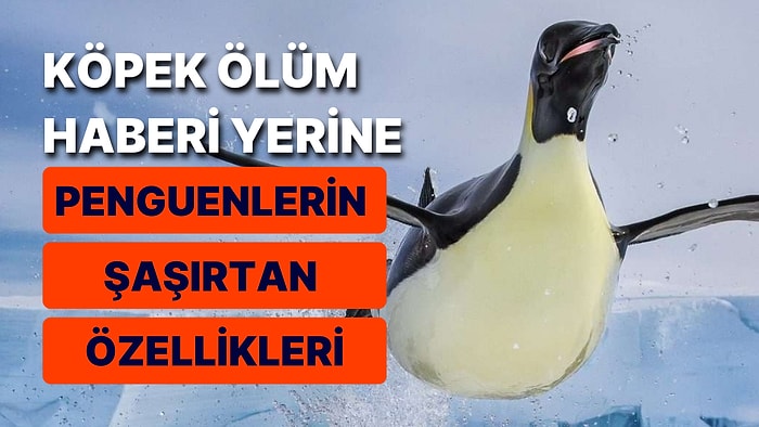 Köpeklerin Öldürülmesi Haberini Yasal Nedenlerle Kaldırdık! Yerine Penguenlerin Şaşırtan Özellikleri