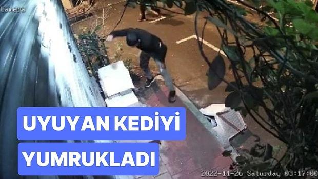 Bir Hayvana Şiddet Haberi de İstanbul’dan: İçinde Kedi Uyurken Yuvayı Yumruklayarak Parçaladı