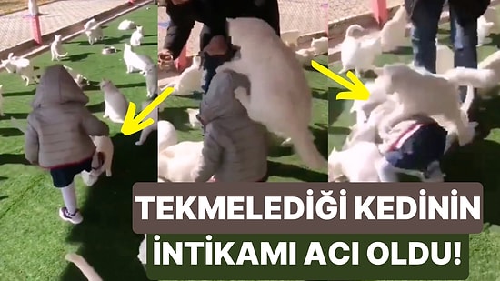 Kendisine Ayağıyla Vuran Küçük Çocuktan Acı Bir Şekilde İntikam Alan Kedinin Viral Olan Anları